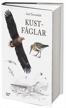 Kustfåglar